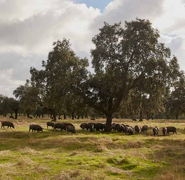 La Dehesa. Encinas milenarias. Ibéricos COVAP