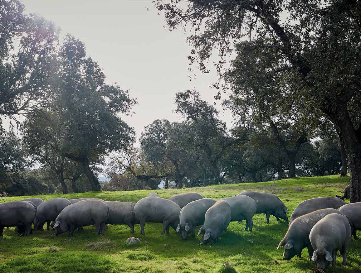 Origen de raza animal. Ibéricos COVAP