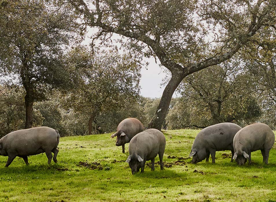 Cebo de Campo Alta Expresión COVAP